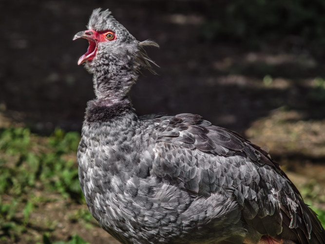 Čája obojková (Chauna torquata)