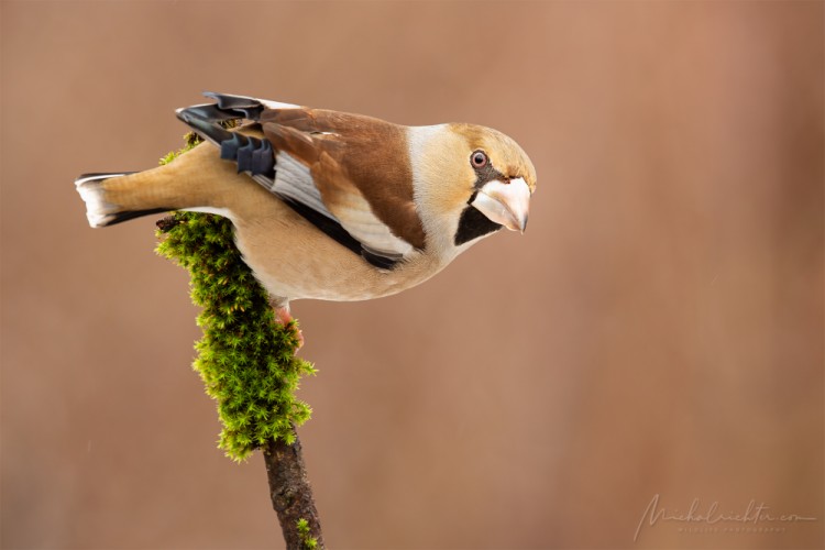 Coccothraustes coccothraustes (glezg hrubozobý)