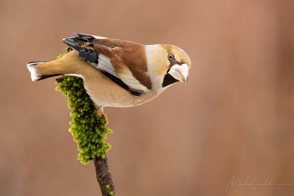 Coccothraustes coccothraustes (glezg hrubozobý)