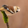 Coccothraustes coccothraustes (glezg hrubozobý)