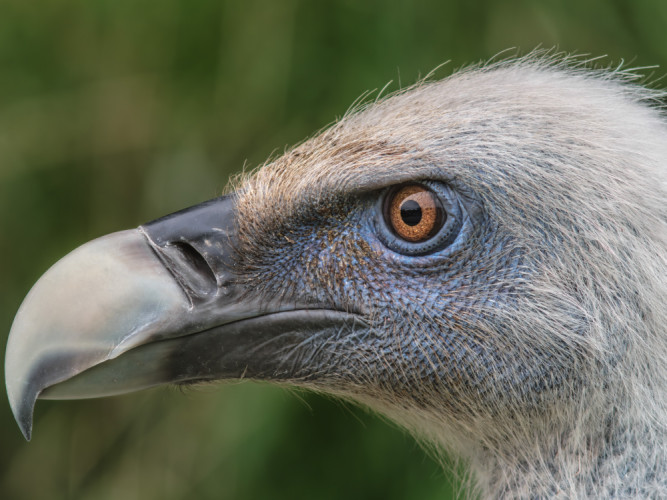 Sup bielohlavý (Gyps fulvus)