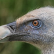 Sup bielohlavý (Gyps fulvus)