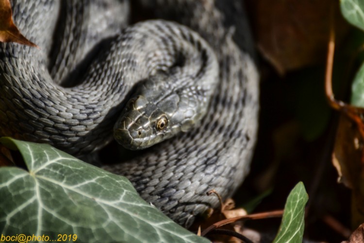 Užovka frkaná - Natrix tessellata