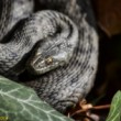 Užovka frkaná - Natrix tessellata