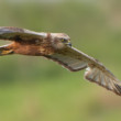 Kaňa