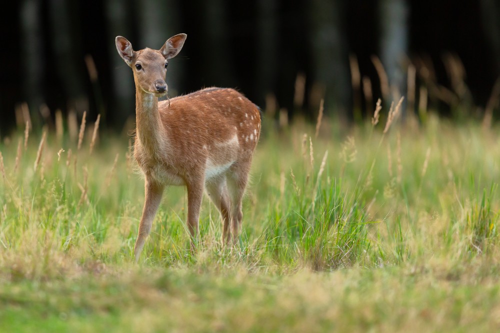 Daniel škvrnitý, Fallow deer (Dama dama)