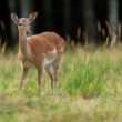 Daniel škvrnitý, Fallow deer (Dama dama)