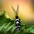 Euplocamus anthracinalis