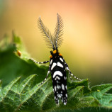 Euplocamus anthracinalis