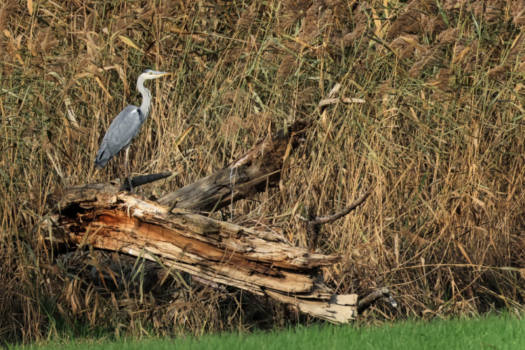 Volavka popolavá- Ardea cinerea