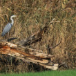 Volavka popolavá- Ardea cinerea