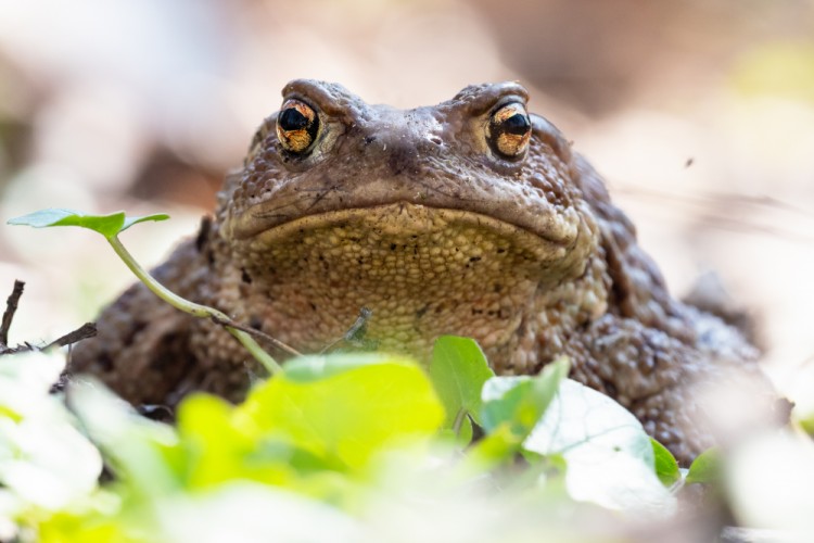 Ropucha bradavičnatá (Bufo bufo)