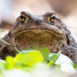 Ropucha bradavičnatá (Bufo bufo)