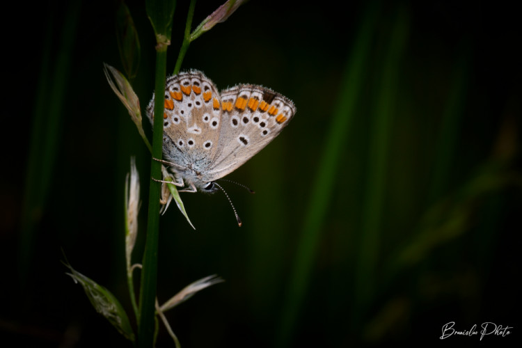Polyommatus icarus