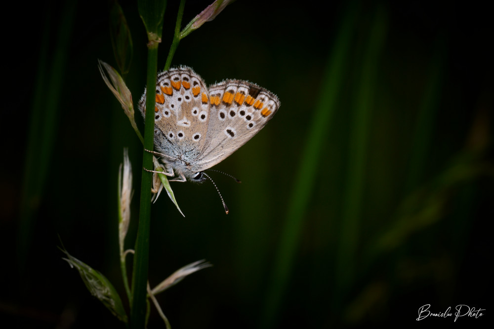 Polyommatus icarus