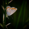Polyommatus icarus