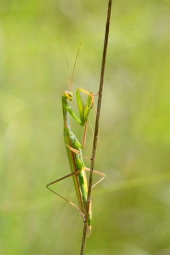 Mantis religiosa