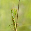 Mantis religiosa