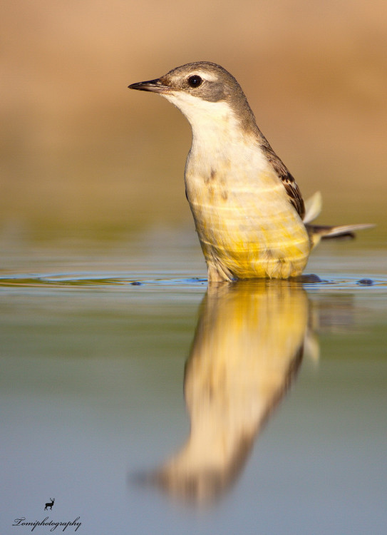 Trasochvost žltý (Motacilla flava)