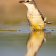 Trasochvost žltý (Motacilla flava)