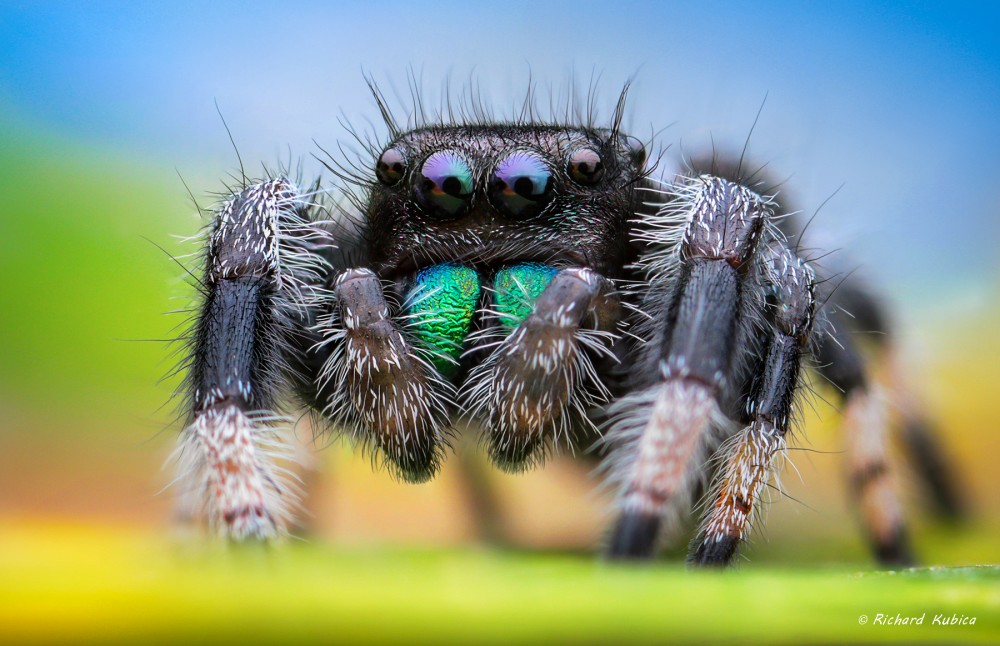 Phidippus regius