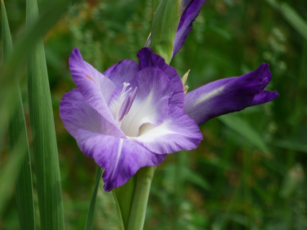 Gladiola