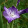 Gladiola