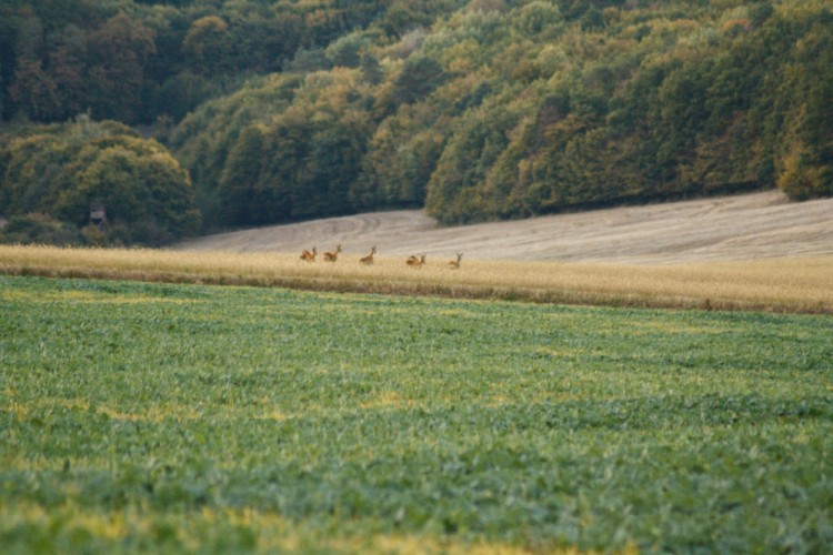 Runnin´ wild&free