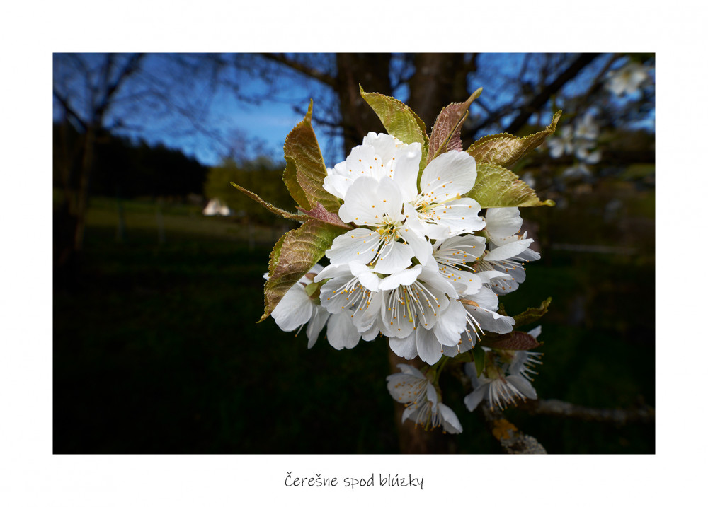 Čerešne spod blúzky