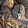 sova lesná (Strix aluco)