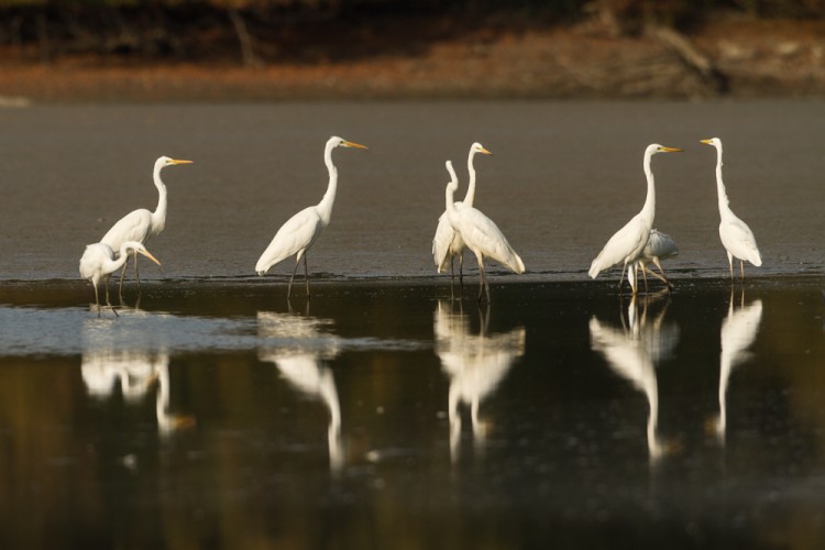 Volavka bílá (Ardea alba)