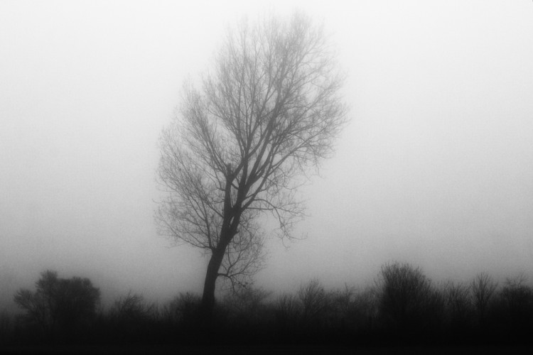 Osamotený v hmle