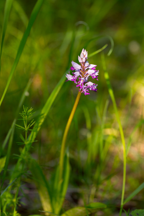 Vstavač vojenský (Orchis militaris)