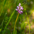 Vstavač vojenský (Orchis militaris)