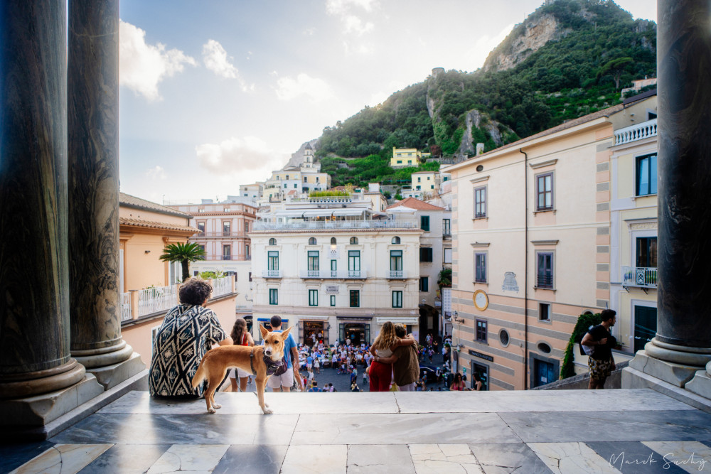 Amalfi dog