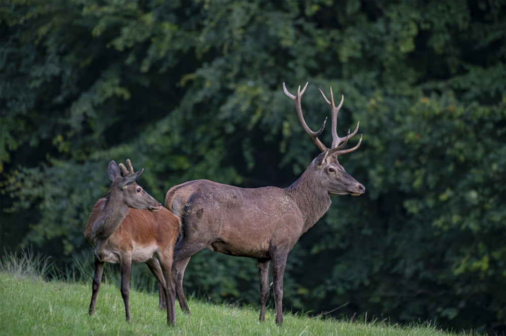 Jeleň lesný - Cervus elaphus