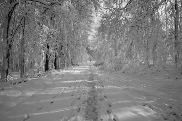 snow runner