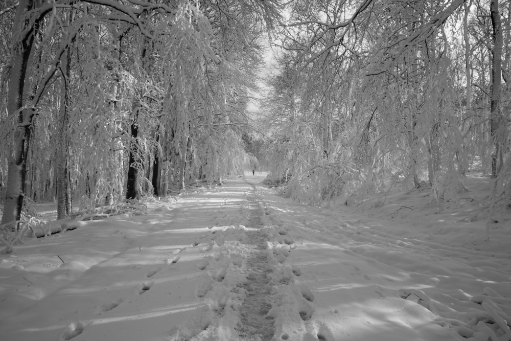 snow runner