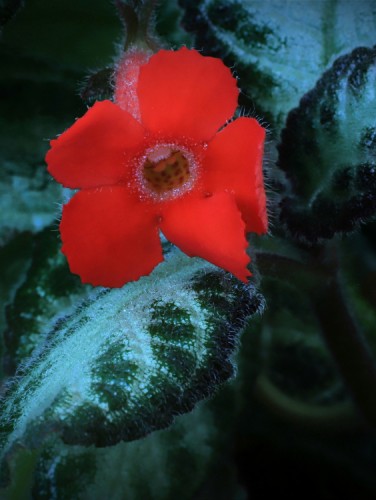 Episcia