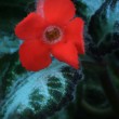 Episcia
