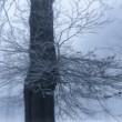 Strom