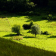 podvečer