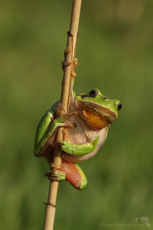 Rosnička zelená (Hyla arborea)