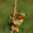 Rosnička zelená (Hyla arborea)