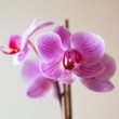 orchidka...