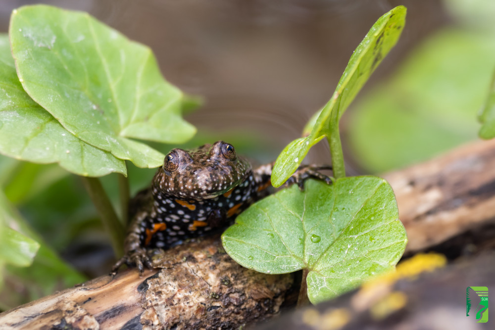 kunka červenobruchá (Bombina bombina)