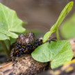 kunka červenobruchá (Bombina bombina)