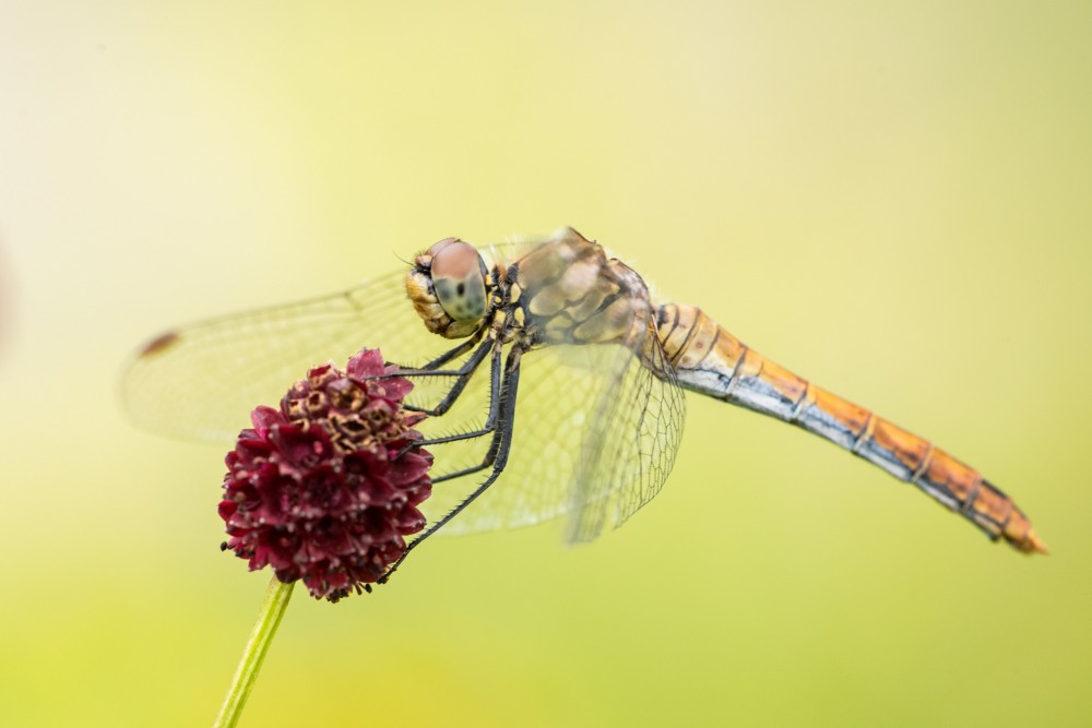 Sympetrum sanguineum/samica