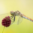 Sympetrum sanguineum/samica