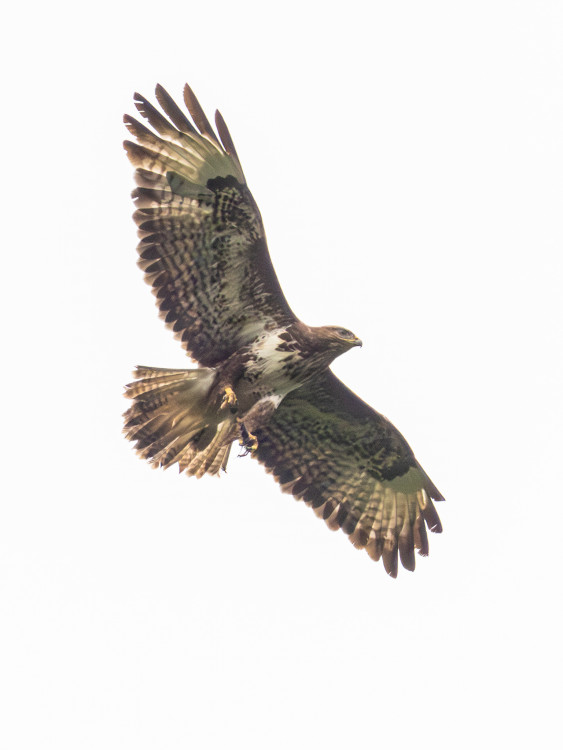 Myšiak hôrny (buteo buteo)